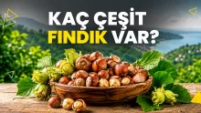 Türkiye’de yetiştirilen fındık çeşitleri