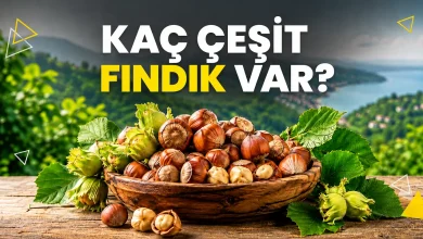 Türkiye’de yetiştirilen fındık çeşitleri